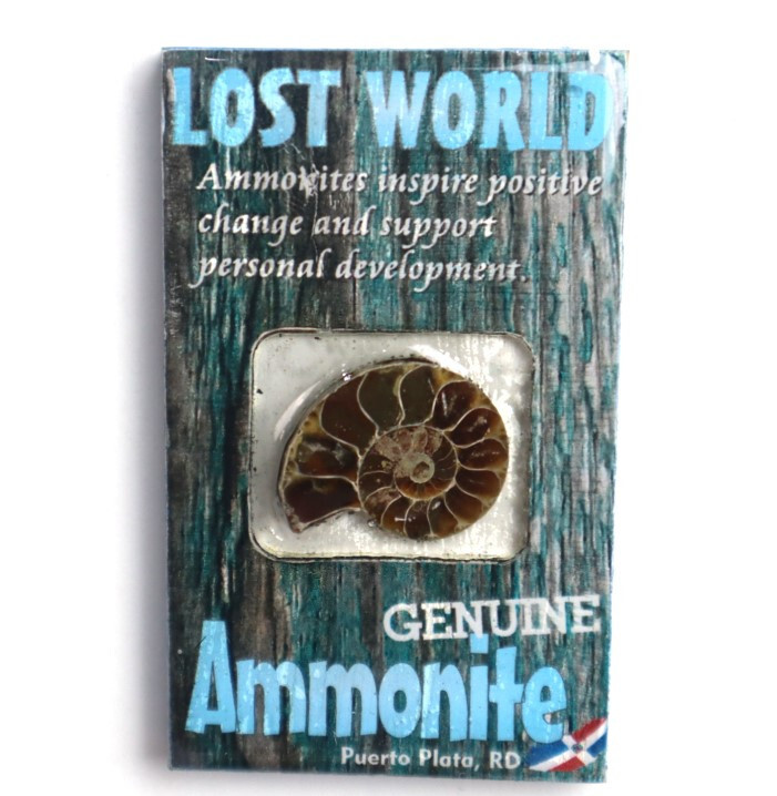 Lost World Ammonite Wood Refrigerator magnet Dominican Rep. Puerto Plata