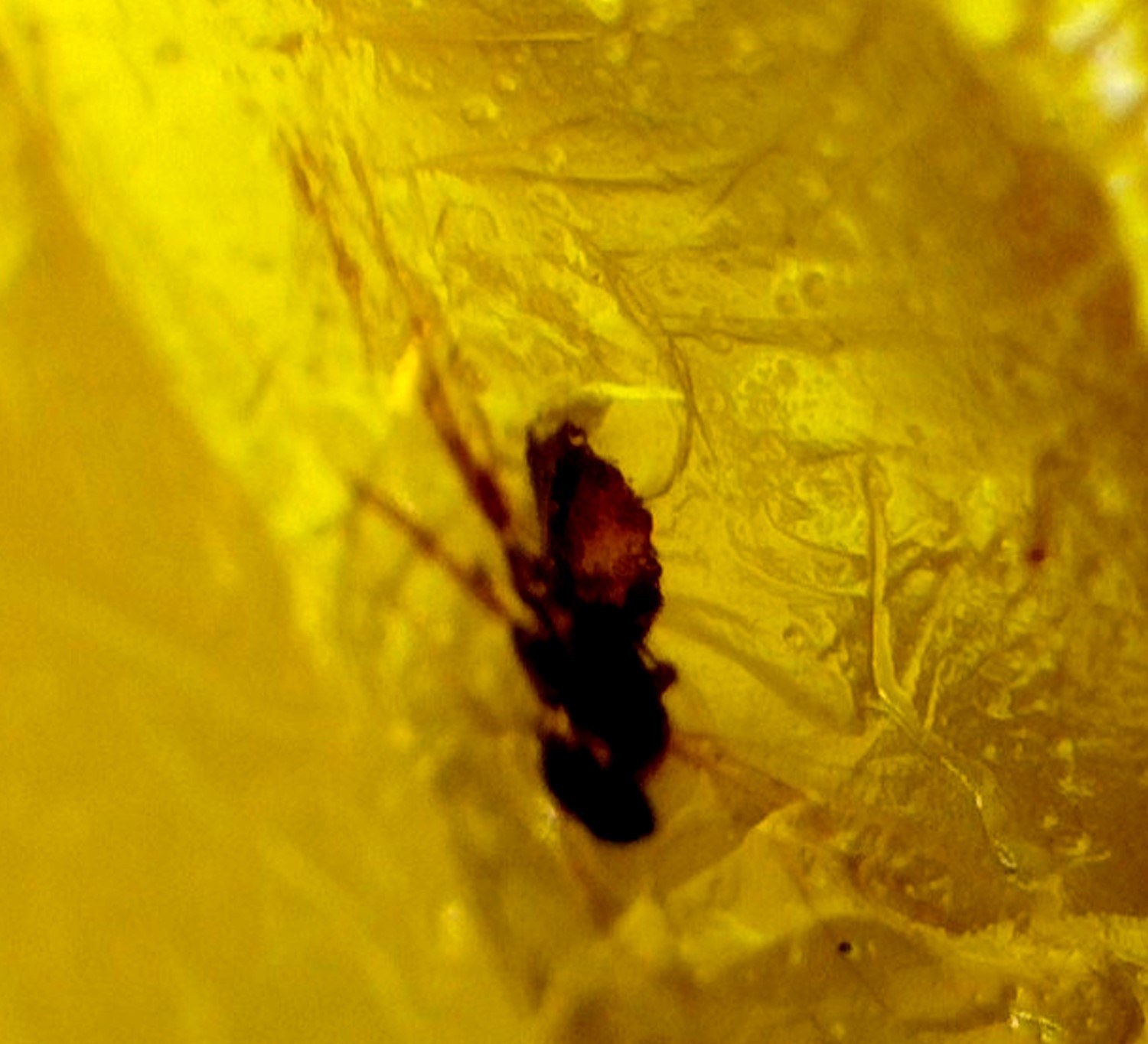 Artisan Polished Mosquito Inclusion In Amber Amber Fossils/Insects 16mm