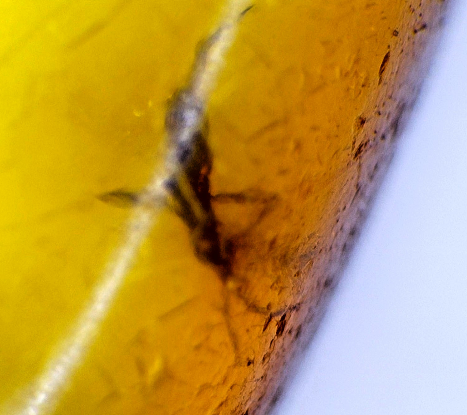 Unique Premium Mosquito Inclusion In Amber Amber Fossils/Insects 14mm