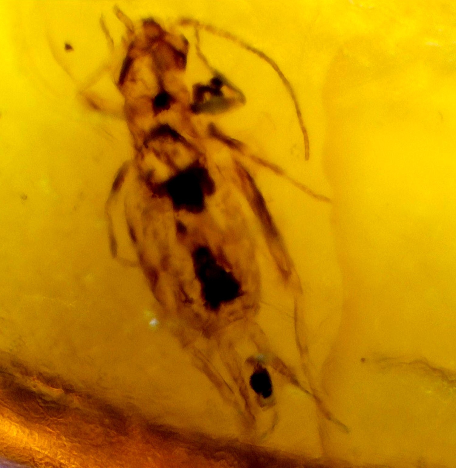 Artisan Polished Mosquito Inclusion In Amber Amber Fossils/Insects 18mm