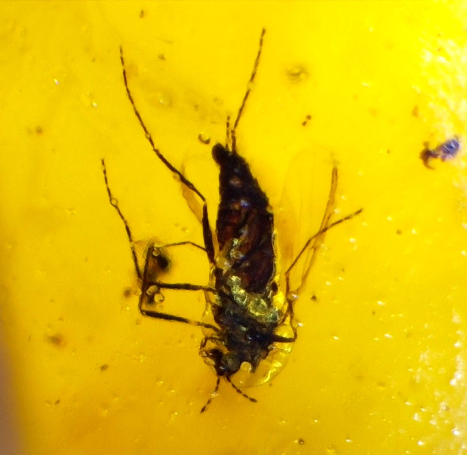 🦟✨ Natural Dominican Amber with Rare Insect Inclusion – 15mm  ✨🦟