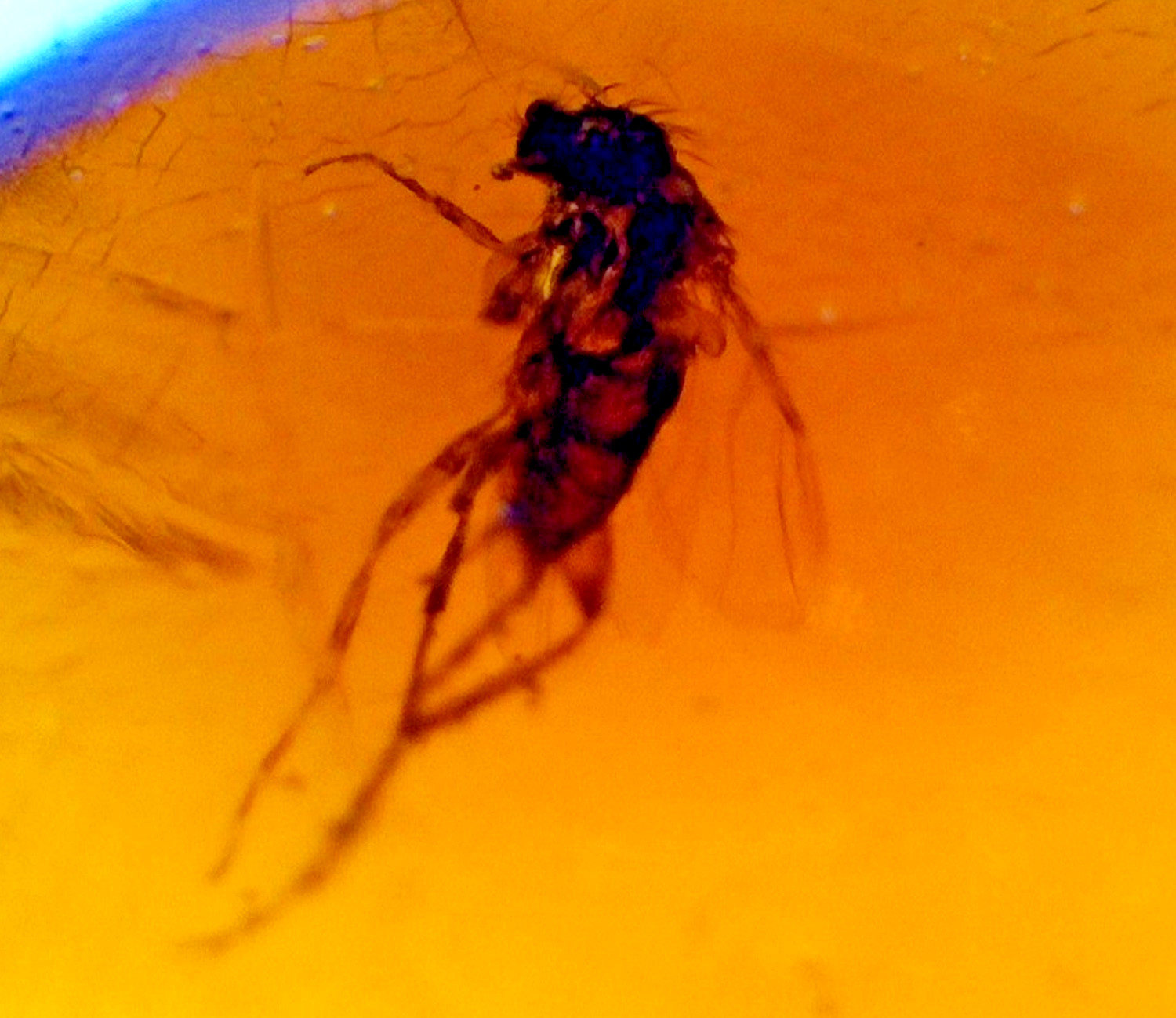 Elegant Fine Mosquito Inclusion Amber Fossils/Insects 17mm