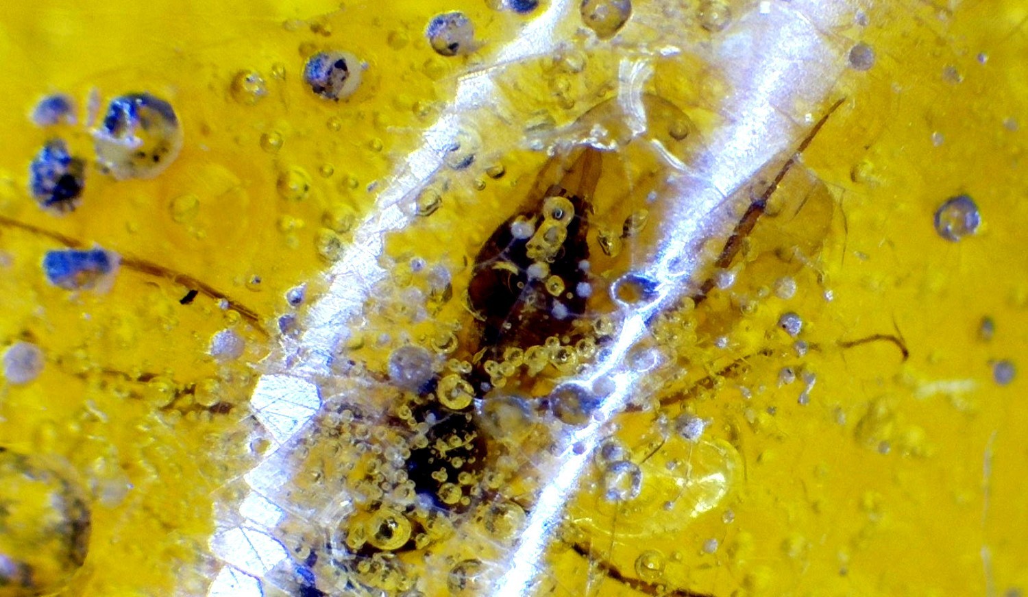 Beautiful Handcrafted Mosquito Inclusion In Amber Amber Fossils/Insects 21mm