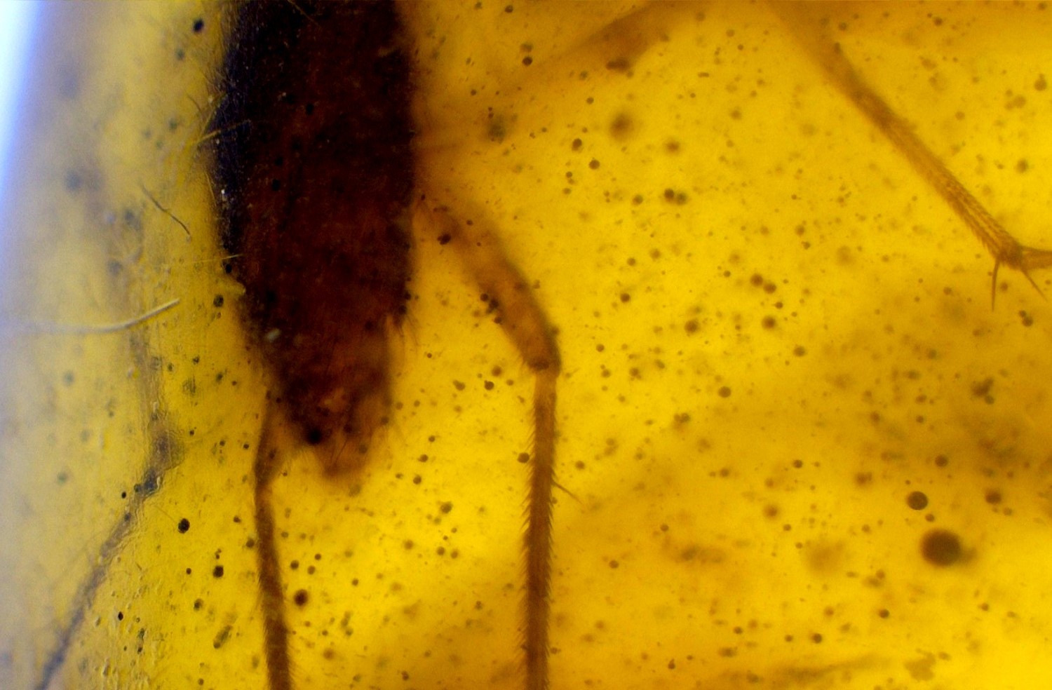 Authentic Beautiful Spider Inclusion In Amber Amber Fossils/Insects 17mm