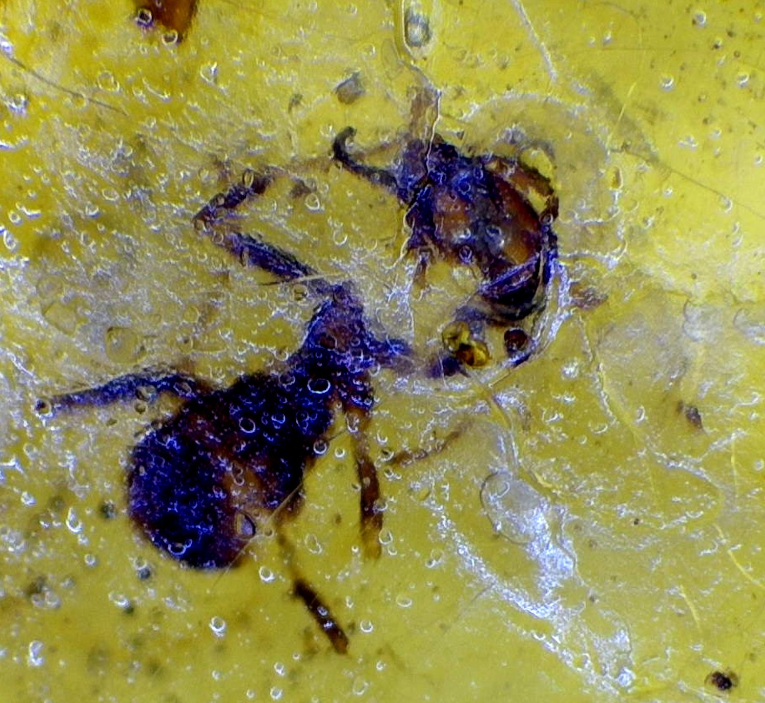 Rare Quality Ant Inclusion Amber Fossils/Insects 22mm