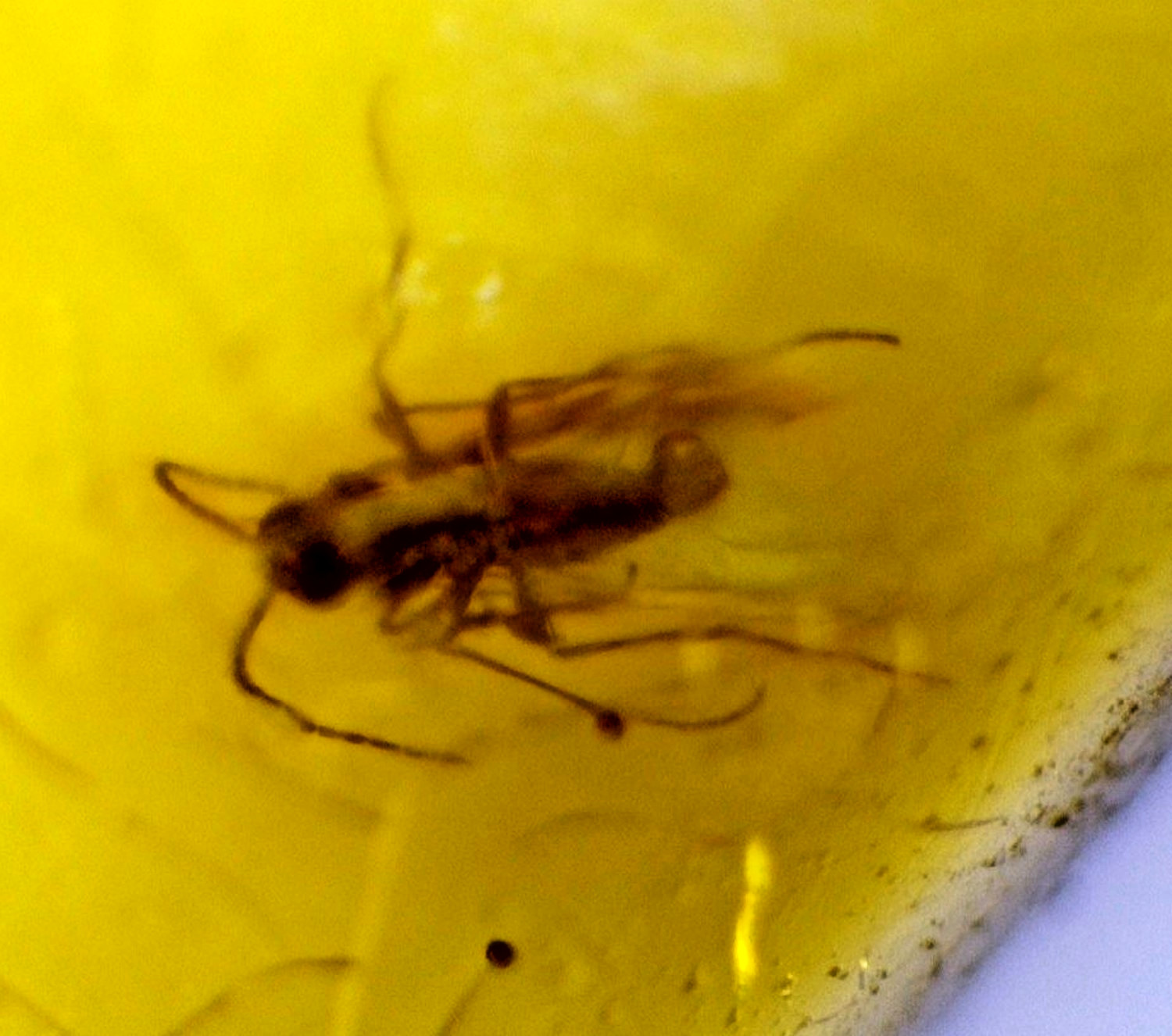 Beautiful Handcrafted Parasitic Wasp (Hymenoptera) Amber Fossils/Insects 15mm