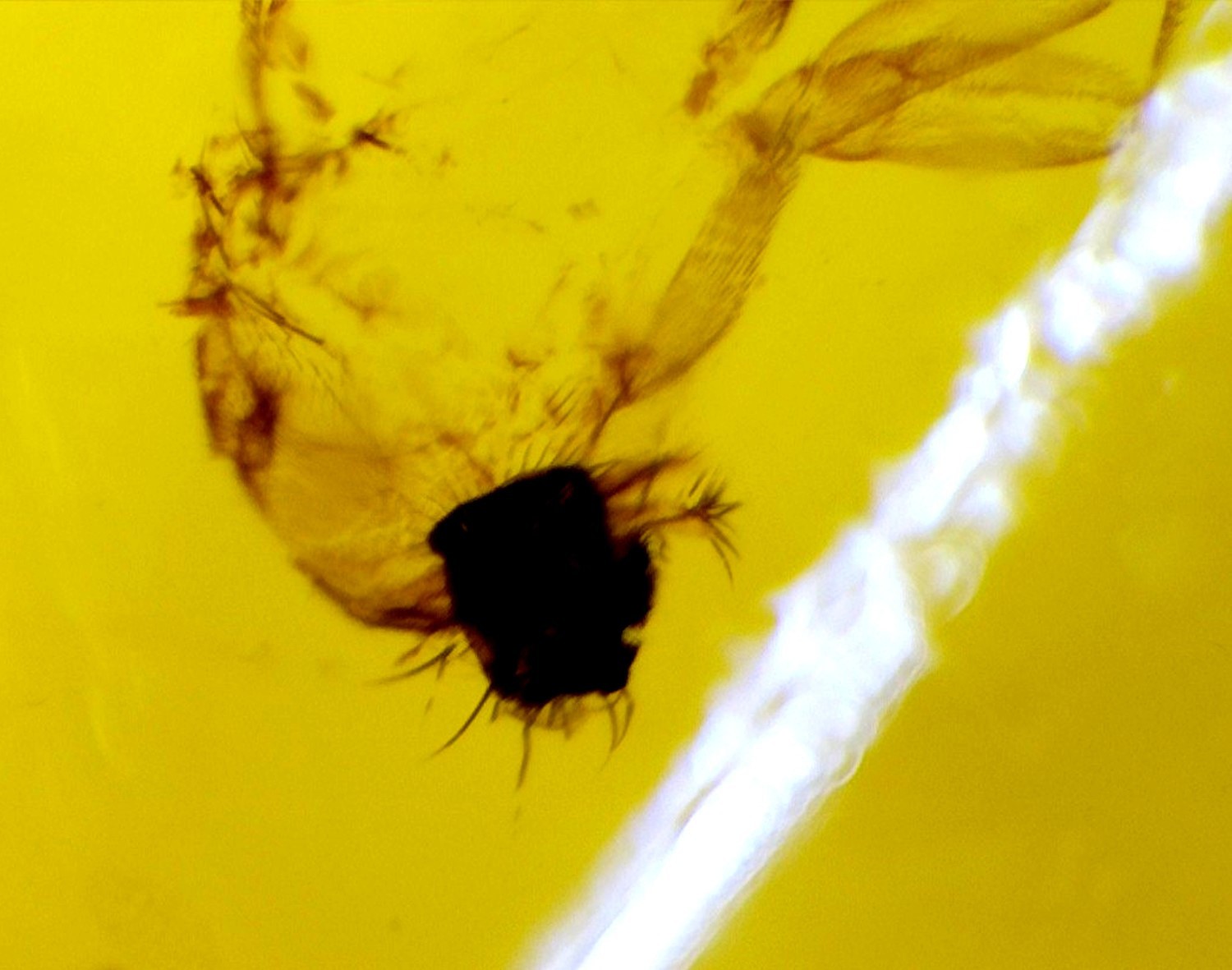 Elegant Fine Fly Inclusion Amber Fossils/Insects 26mm