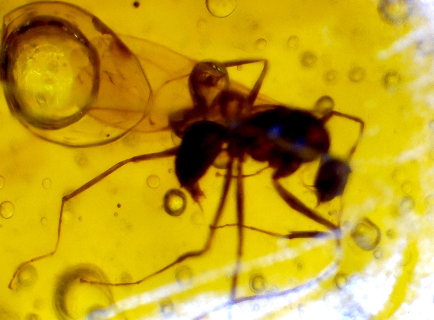 Elegant Dominican Fine Wasp Inclusion In Amber Amber Fossils/Insects 39mm