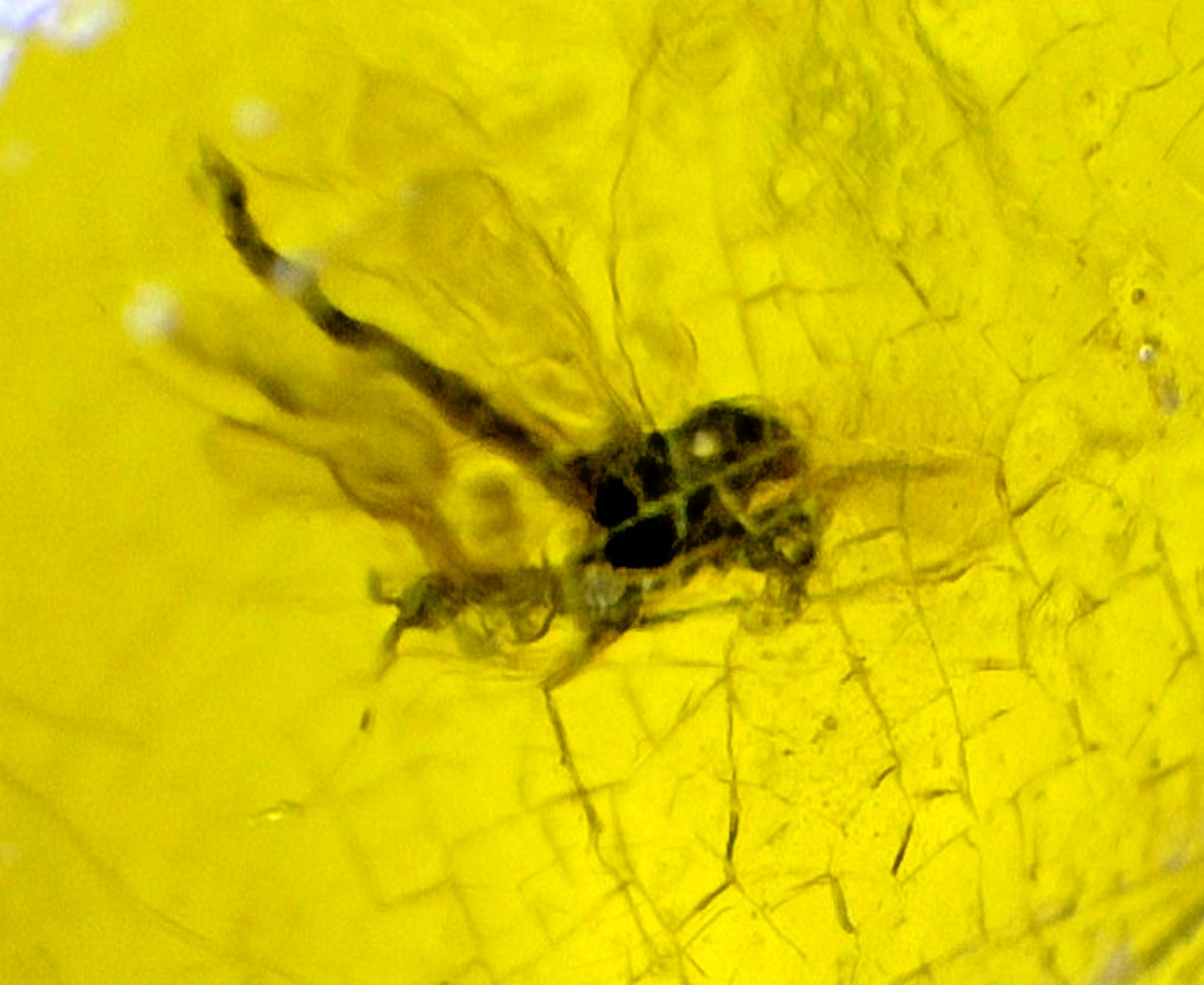 Natural Elegant Mosquito Inclusion In Amber Amber Fossils/Insects 14mm