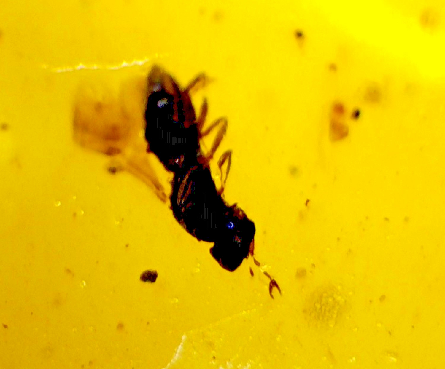 Handcrafted Natural Wasp Inclusion In Amber Amber Fossils/Insects 17mm