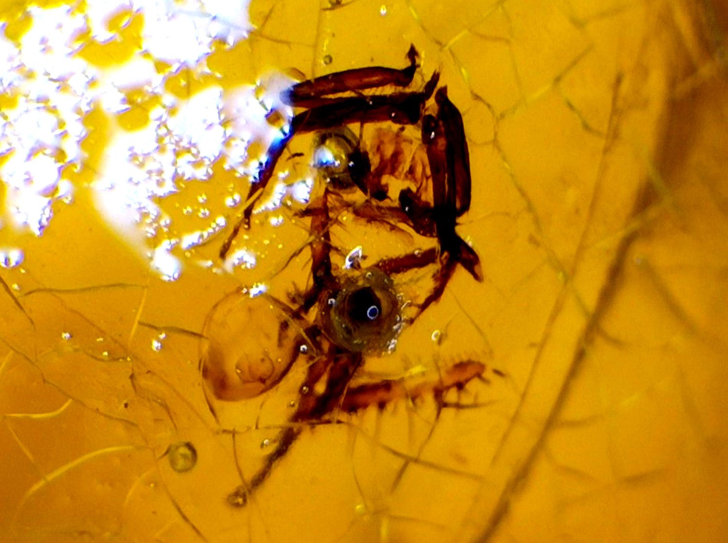 Fine Quality Beetle Inclusion In Amber Amber Fossils/Insects 13mm
