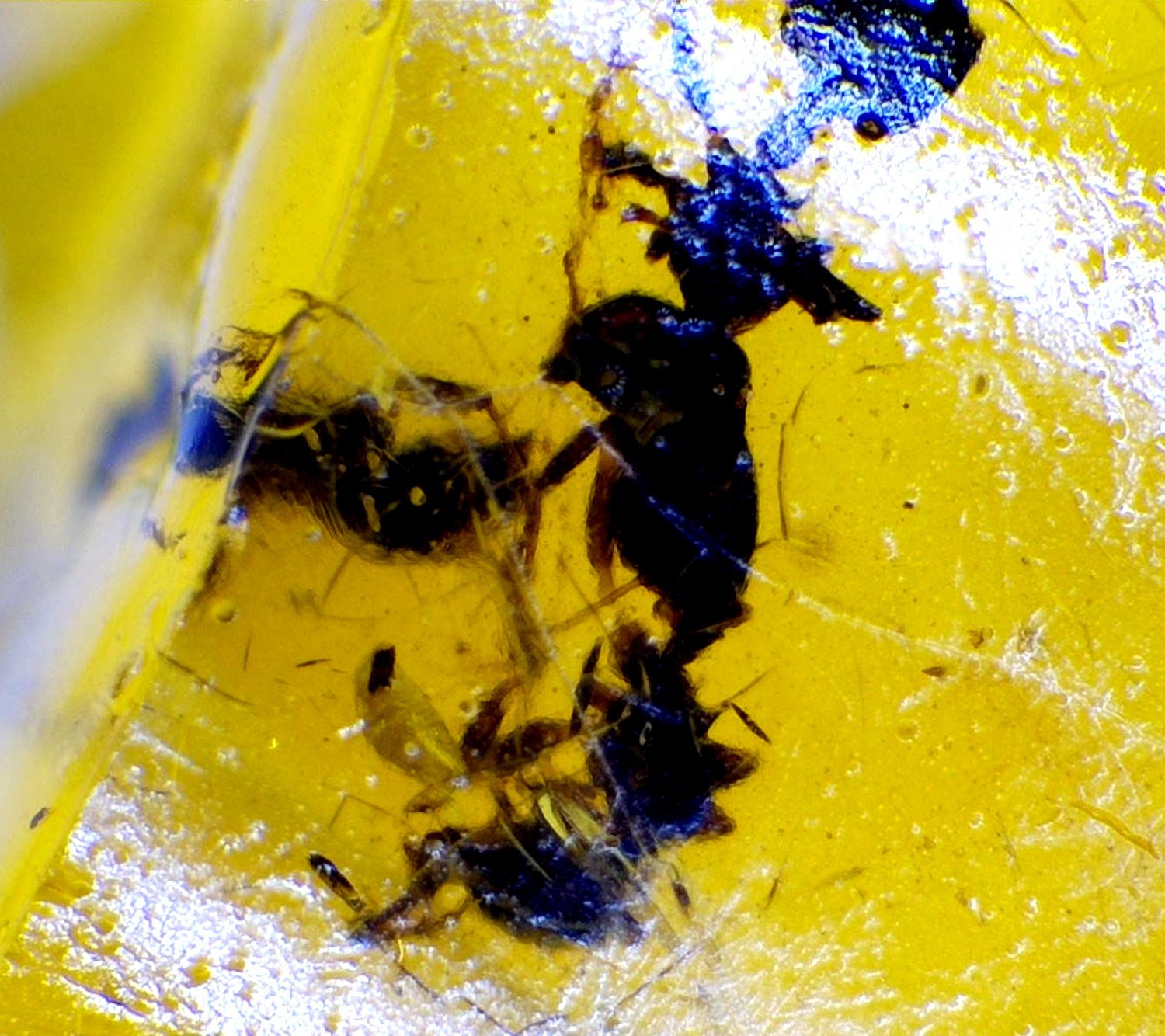 Artisan Polished Ant Inclusion Amber Fossils/Insects 17mm