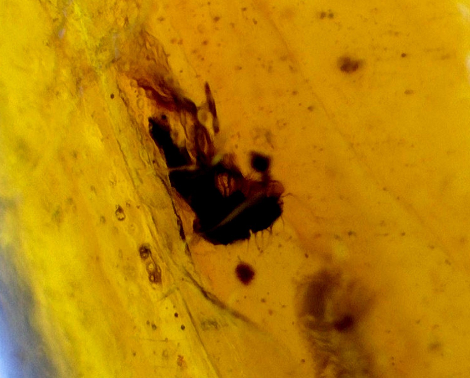 Handcrafted Natural Fly Inclusion Amber Fossils/Insects 14mm