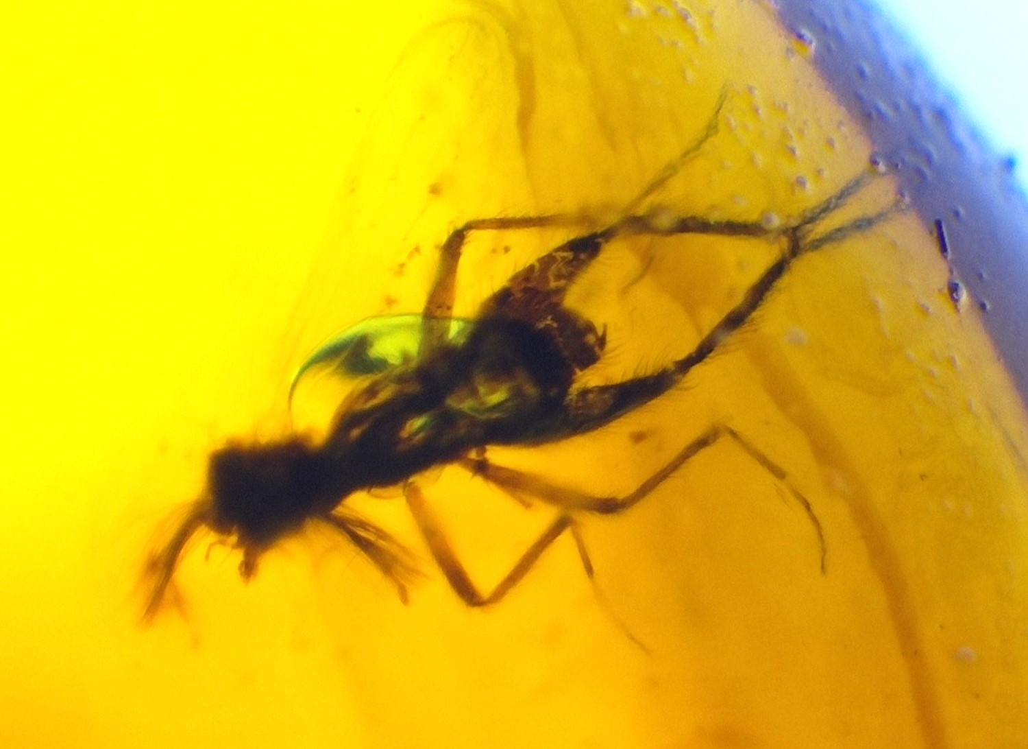 ✨ Natural Dominican Amber Insect Fossil – Polished Stone