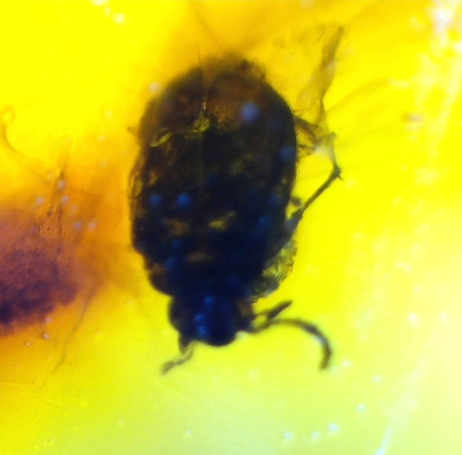 Natural Dominican Amber Insect Fossil