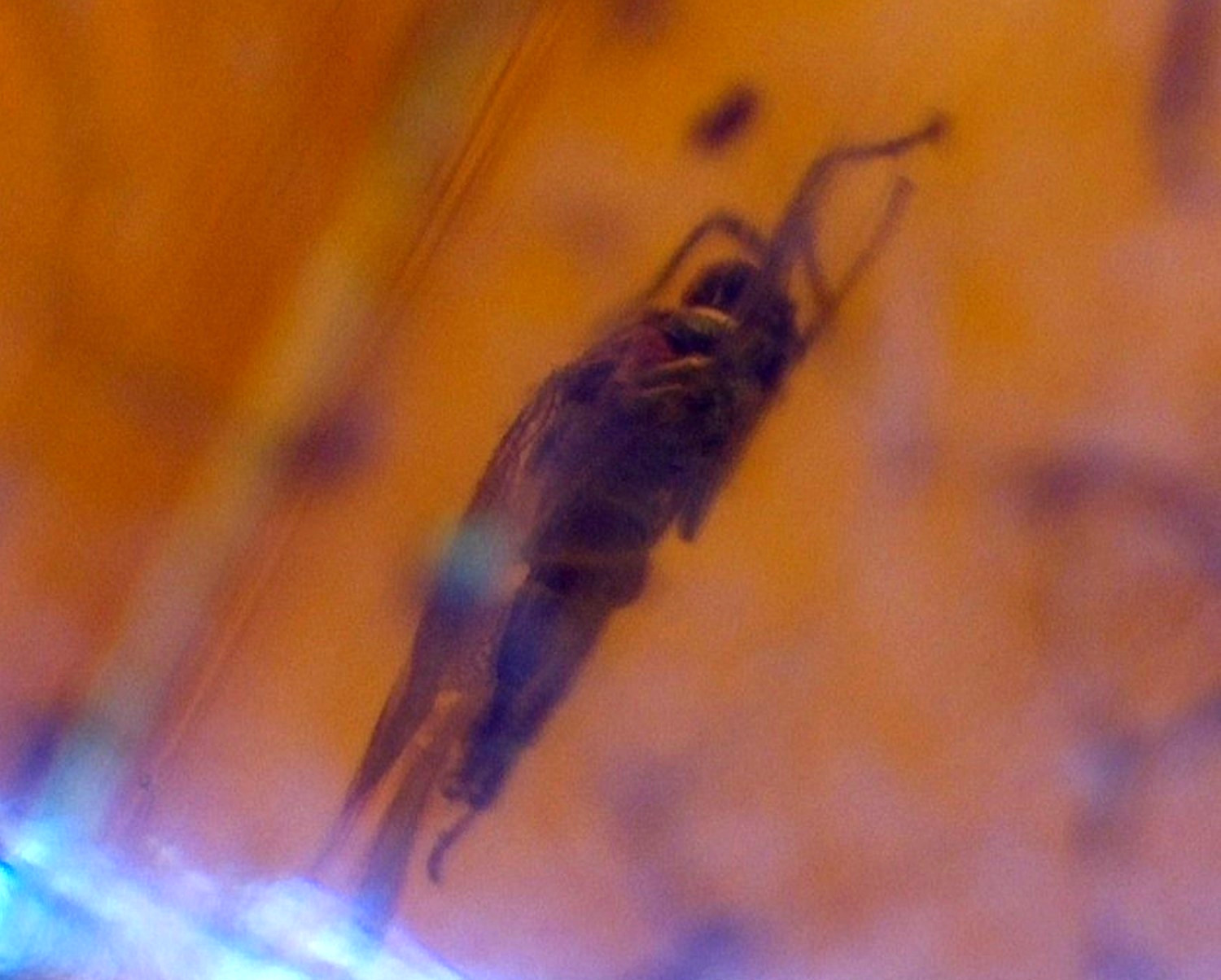 Genuine Dominican Red Amber w/ Fossil Rove Beetle (Staphylinidae) 12.5ct