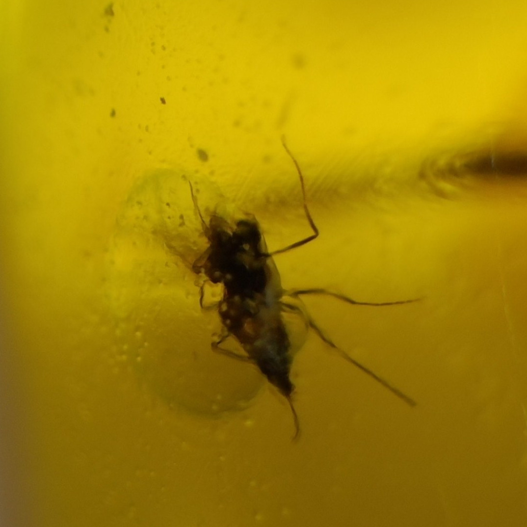 Pure Natural Clear Yellow Mosquito Inclusion In Dominican Amber Fossils 20mm