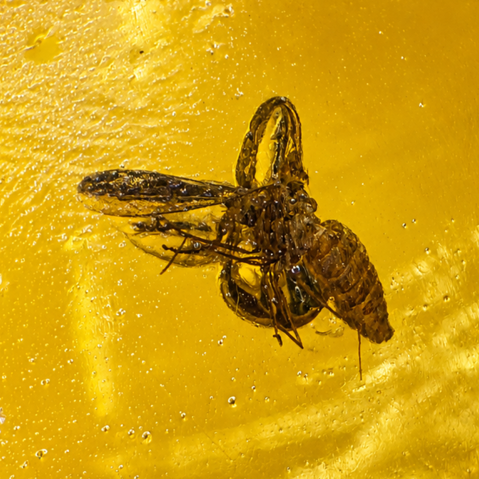 Handmade Clear Wasp Dominican Amber 925 Sterling Silver Fossils 32mm 4.4g