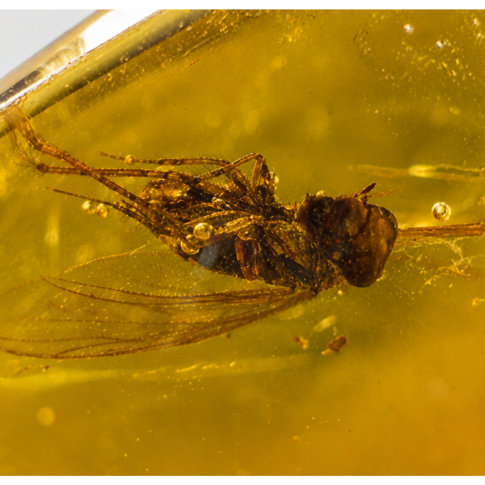 Handmade Clear Mosquito Dominican Amber 925 Sterling Silver Fossils 35mm 3.1g