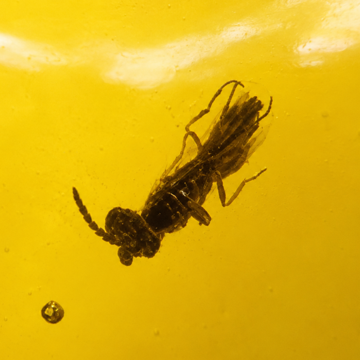 Handmade Clear Ant Dominican Amber 925 Sterling Silver Fossils 34mm 5.1g