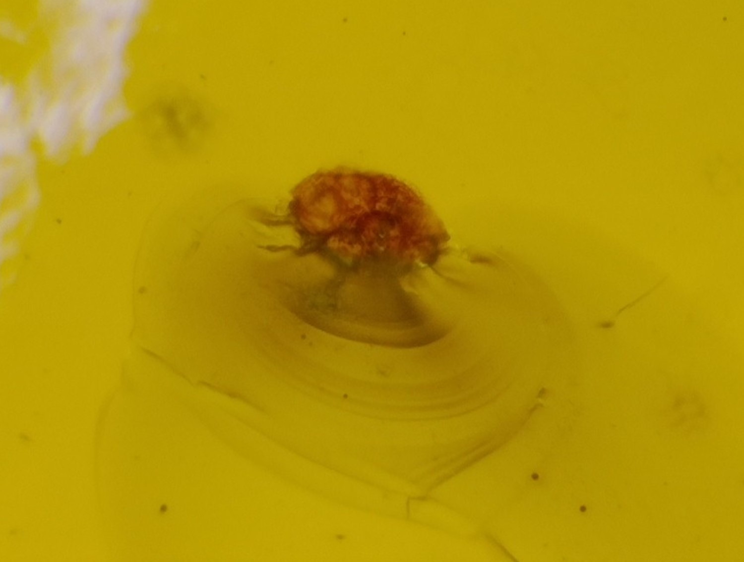 🦋 Natural Dominican Golden Amber with Preserved Organic Inclusion – 34mm 🦋