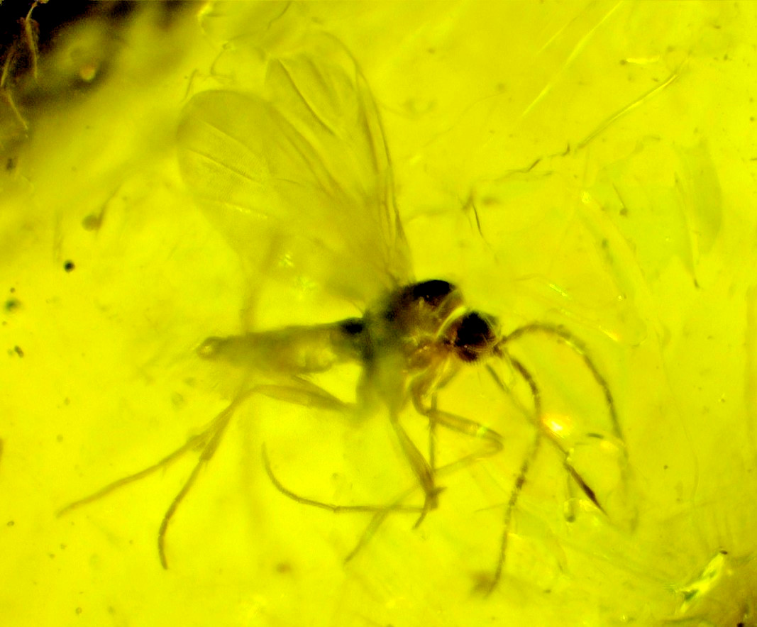 Lovely Natural Dominican Clear Yellow Amber Fossil Insect Fleas Polished Stone 3