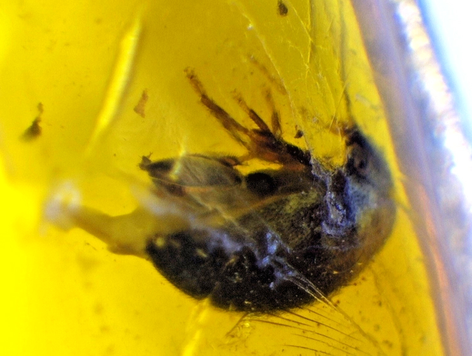 Natural Amber .925 Sterling Silver Pendant 39mm Insect Beetle Bug Fossil
