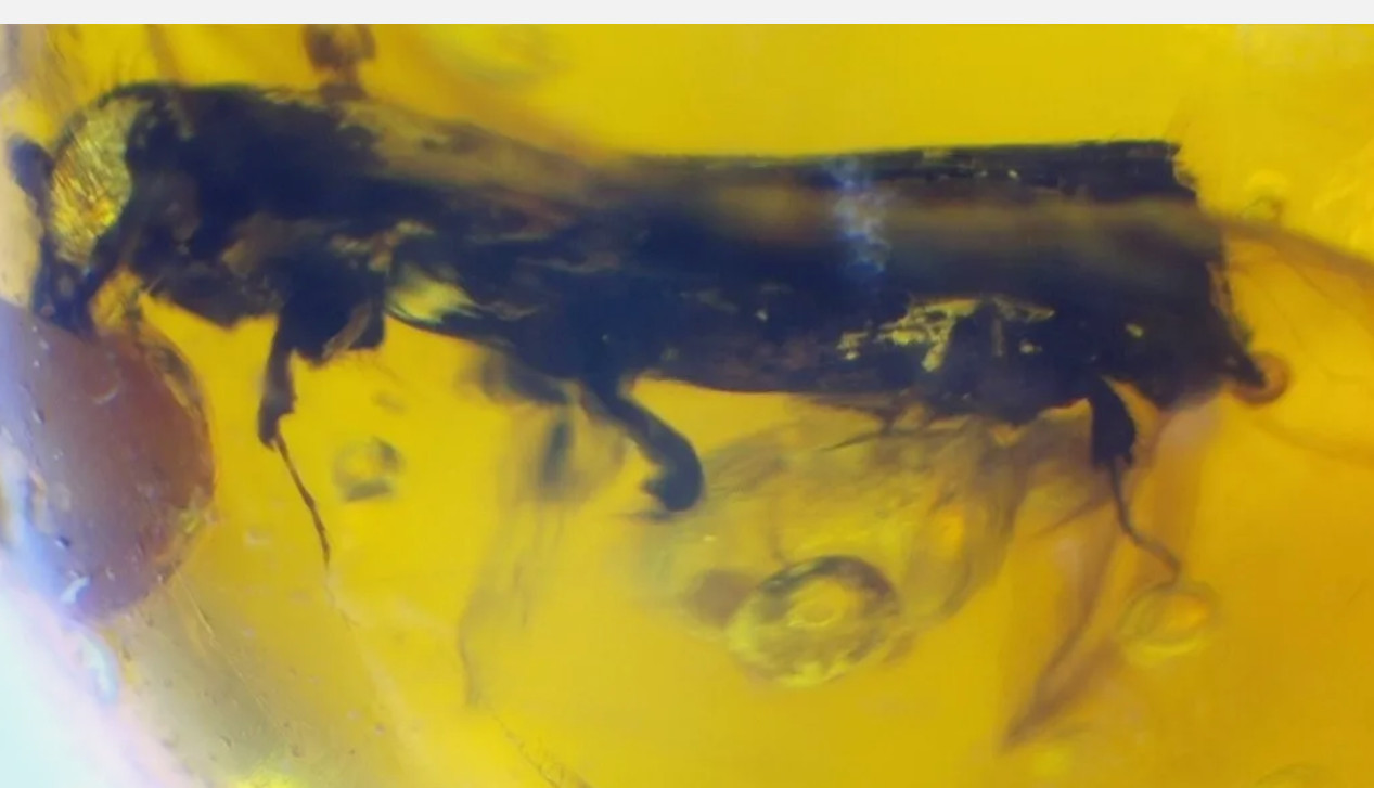 Natural Dominican Clear Amber Stone Rare bee or sphecoid wasp  Insect Fossil