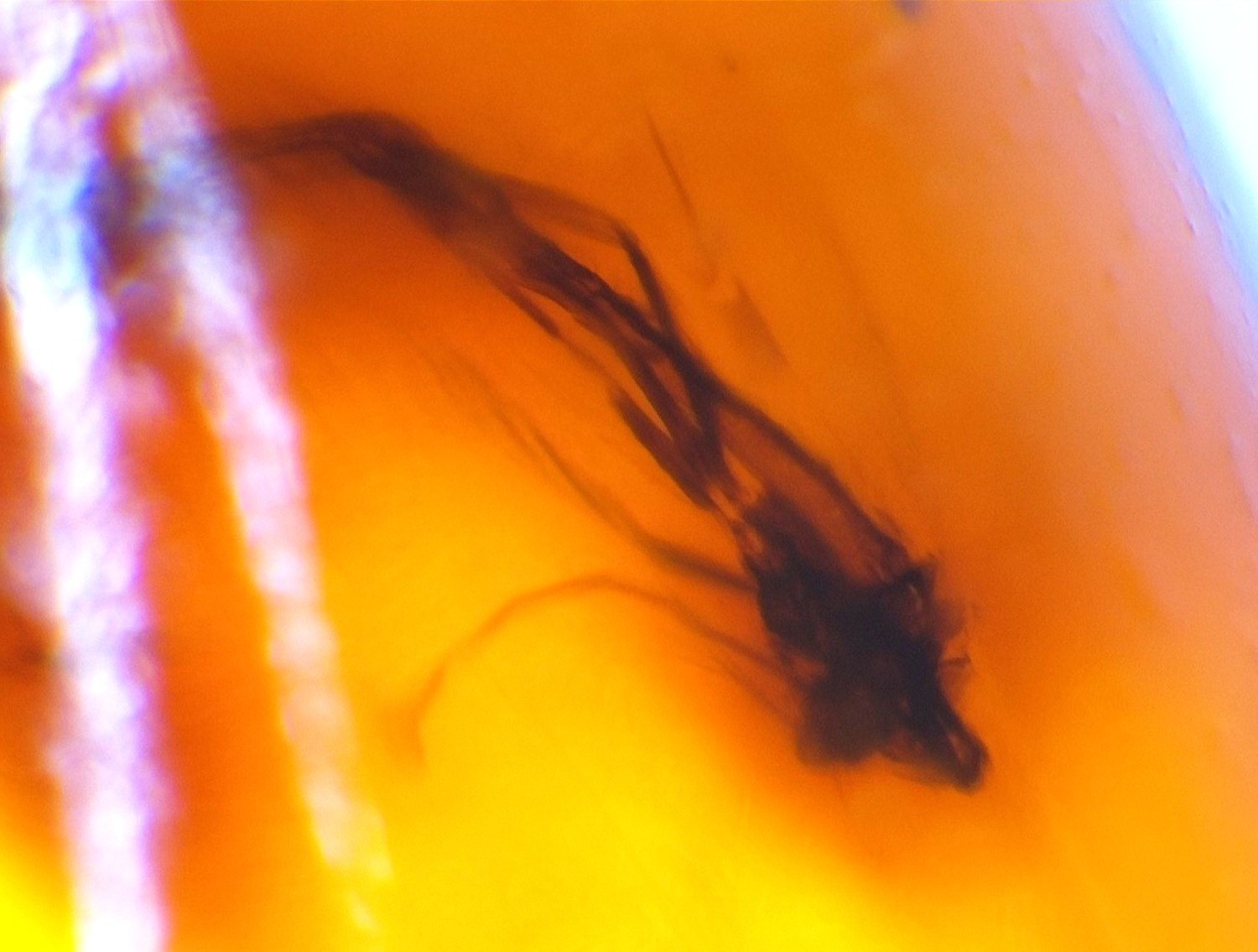 ✨ Natural Dominican Amber Insect Fossil – Polished Stone