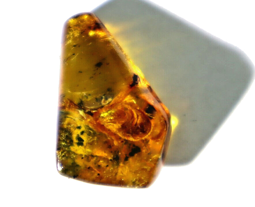 Rarest Natural Dominican Clear Orange Brown Amber Polished Pendant Stone 24mm