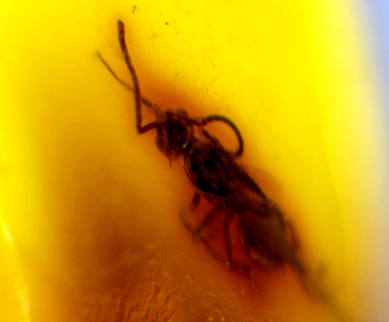 Natural Dominican Amber Polished  15mm with parasitic wasp insect fossil