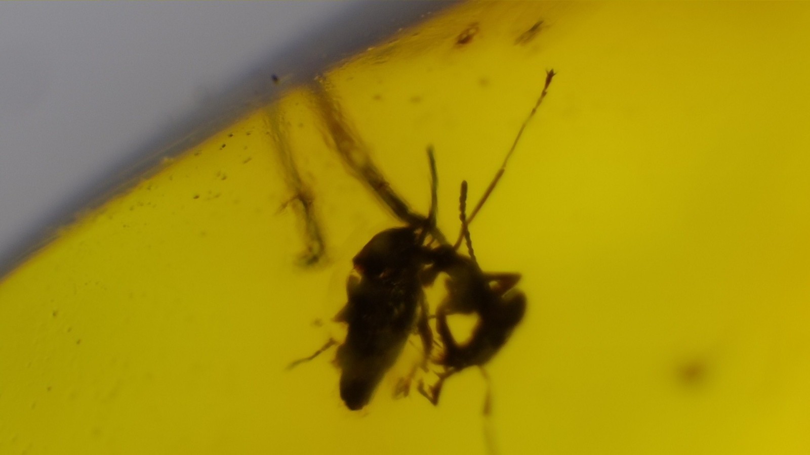 🪶 Natural Dominican Yellow Amber with Insect Inclusion