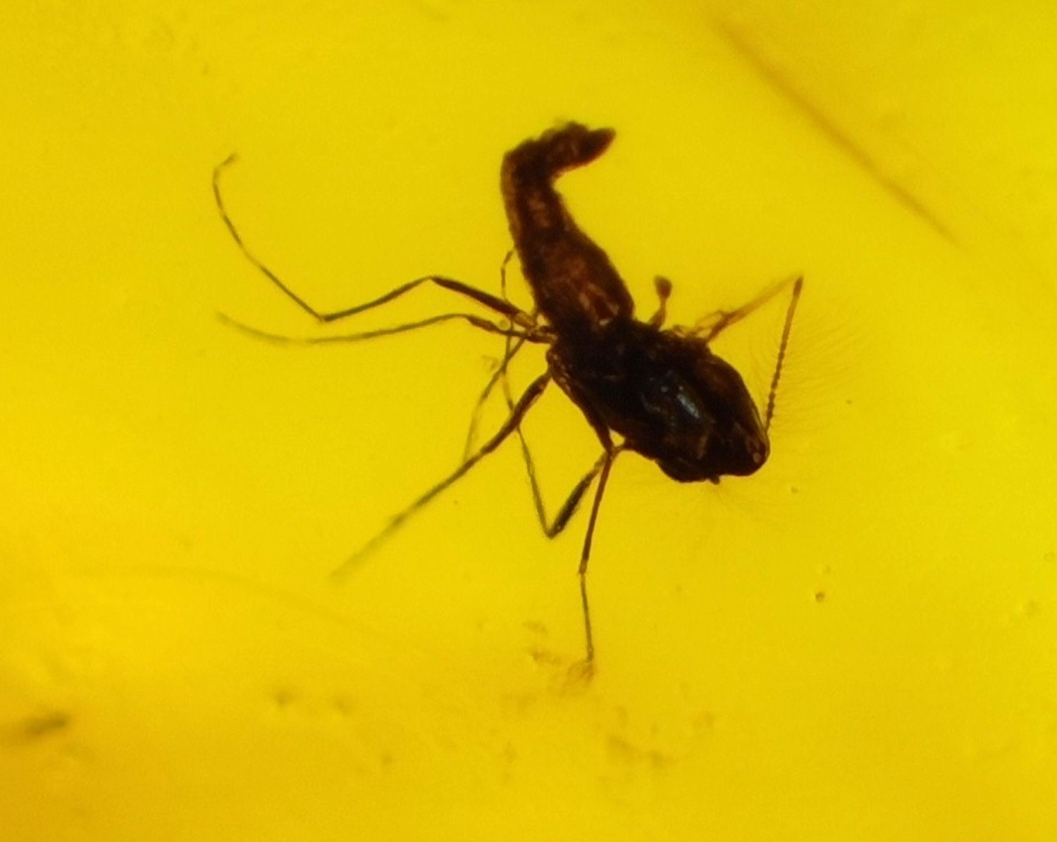 🪶 Rare Fossil Male Midge in Natural Dominican Yellow Amber 22mm