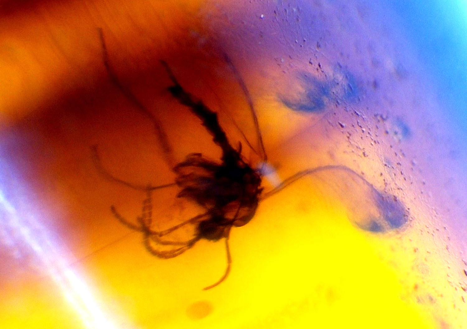 Natural Dominican Amber with Spider Inclusion – Prehistoric Arachnid Fossil