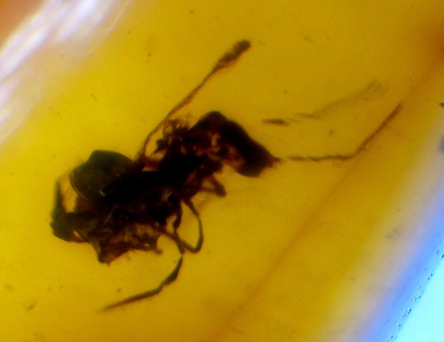 Natural Dominican Amber with Insect Inclusion– Ancient Wasp or Ant - Hymenoptera