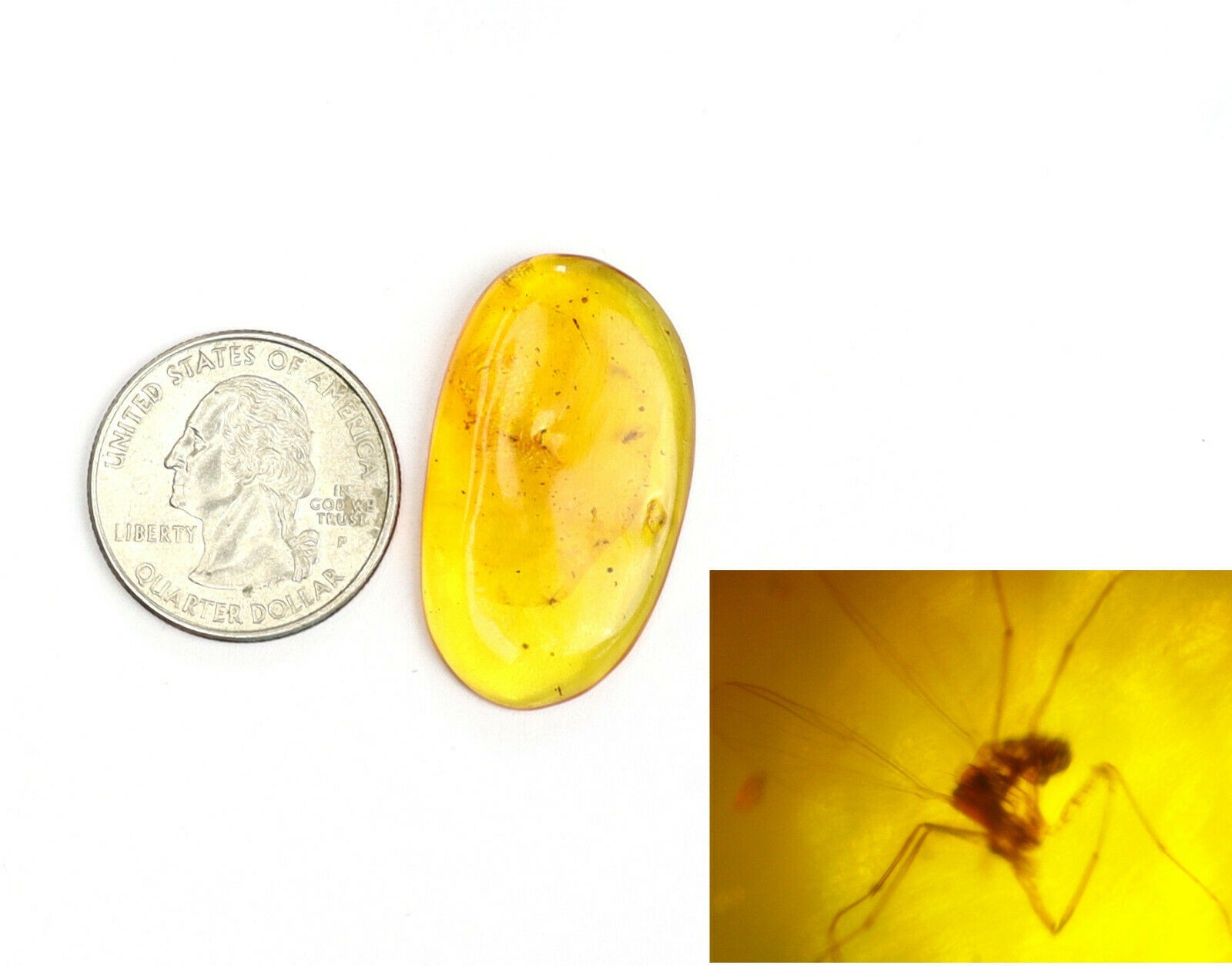 Biggest millions of years old Dominican Natural Amber Fossil Insect flies 35mm