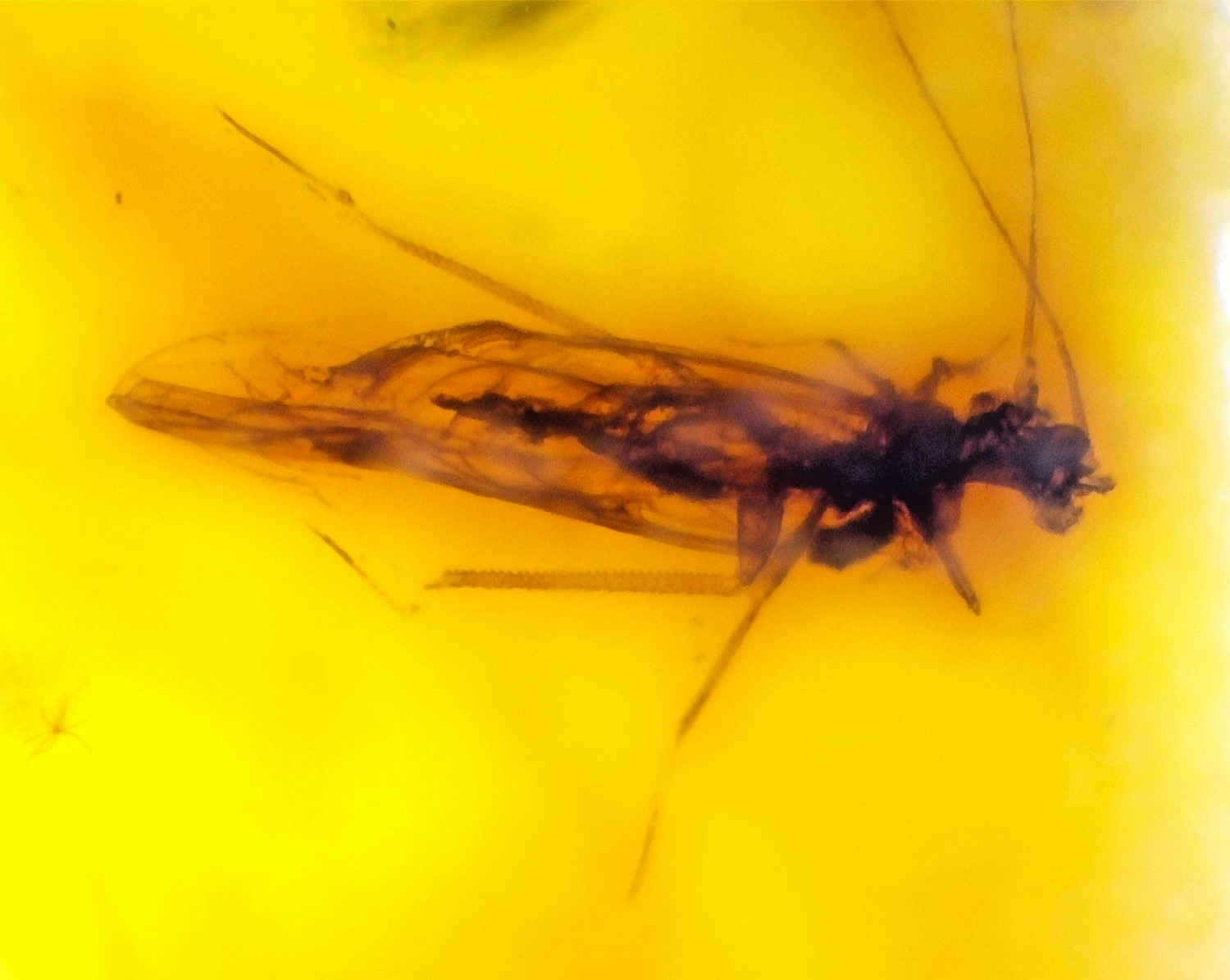 Natural Dominican 19mm Amber – Polished Stone with Insect Inclusion (Diptera)