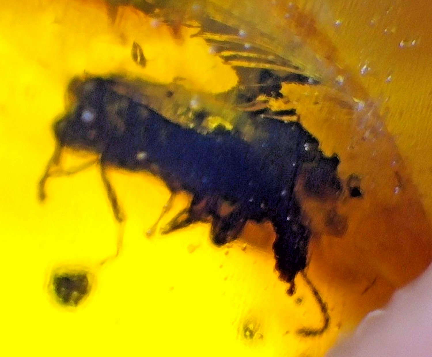 Natural Dominican Amber with Insect Inclusion – Polished Stone | 16mm