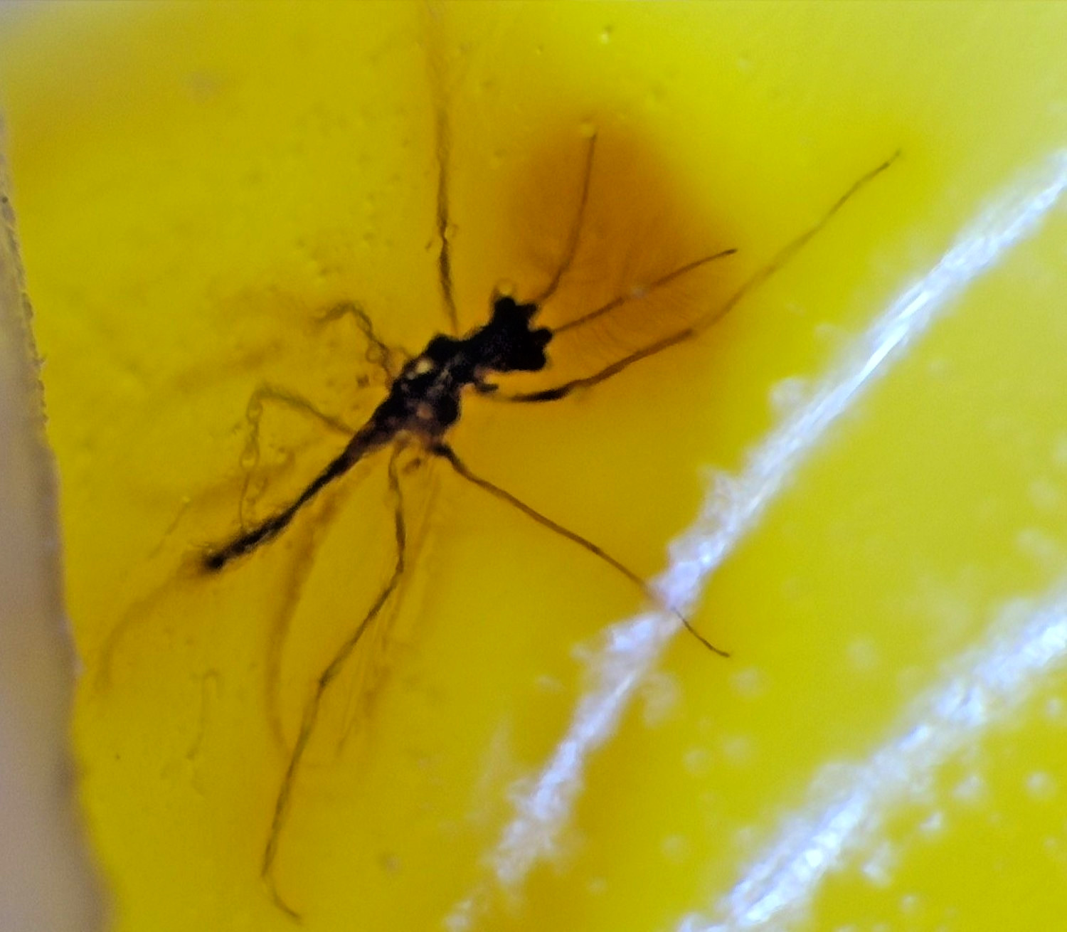 Natural Dominican Yellow Polished Amber 21mm Insect included