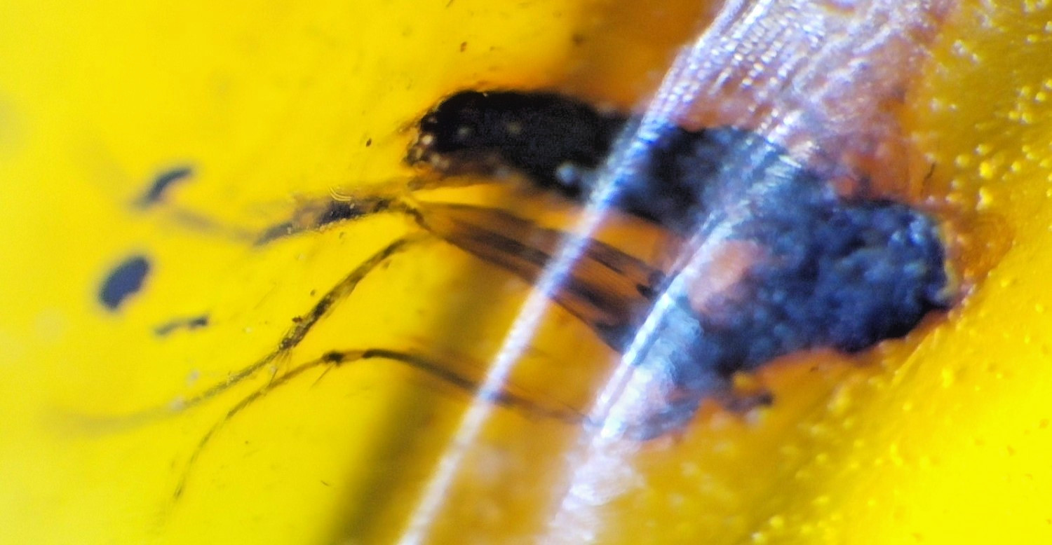 🟡 Natural Dominican Yellow Amber – Fossil Insect Inclusion