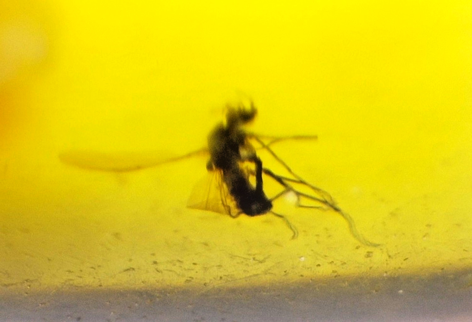 Natural Dominican Clear Amber – with Mosquito/Midge Inclusion (Diptera) | 20mm