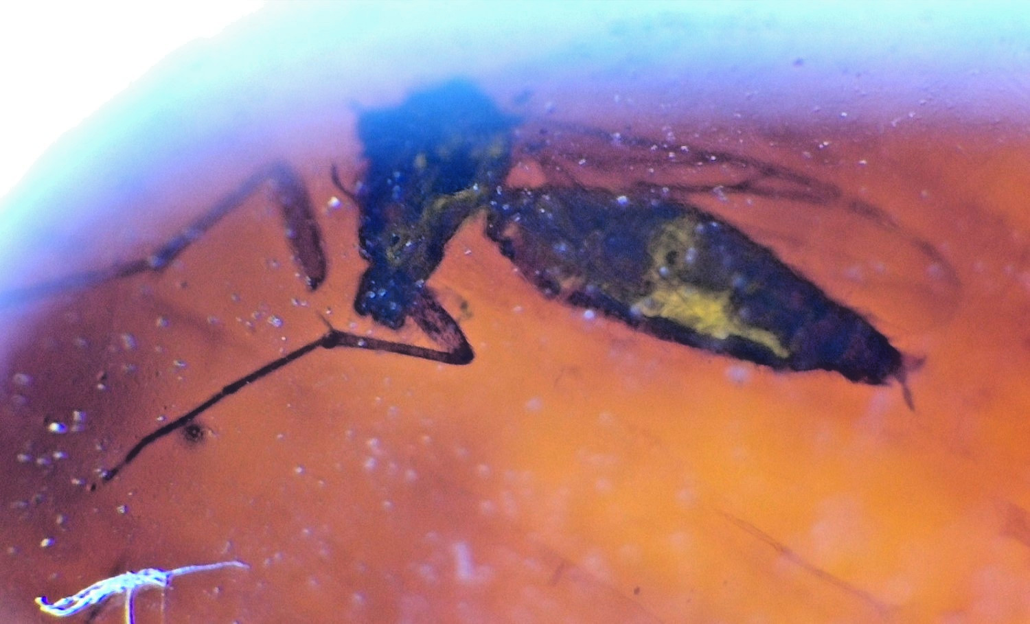 Natural Dominican Clear Amber – Polished Stone with Wasp Inclusion (Hymenoptera)