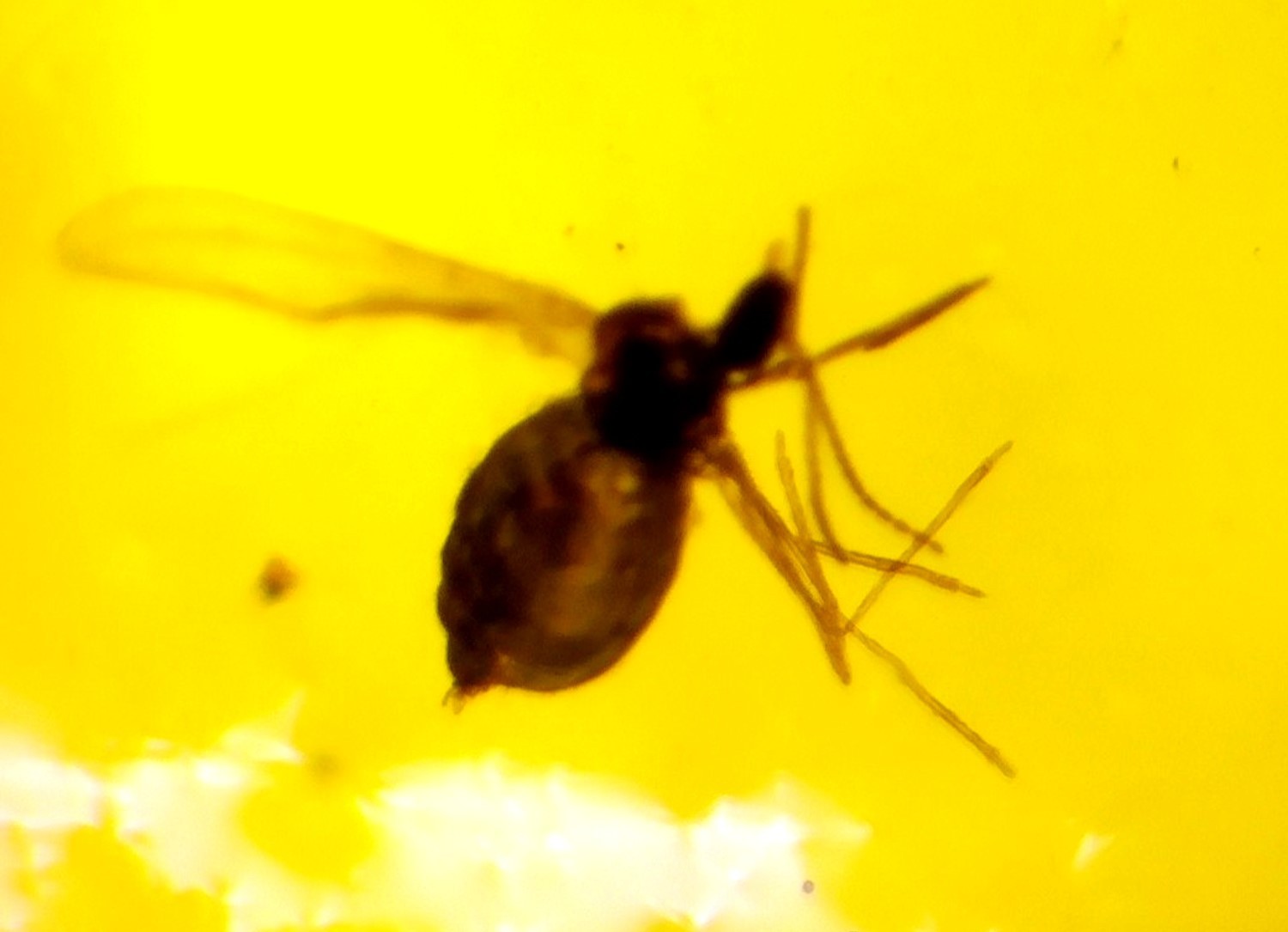 Natural Dominican Clear Amber – with Fly/Midge Inclusion (Diptera) | 15mm
