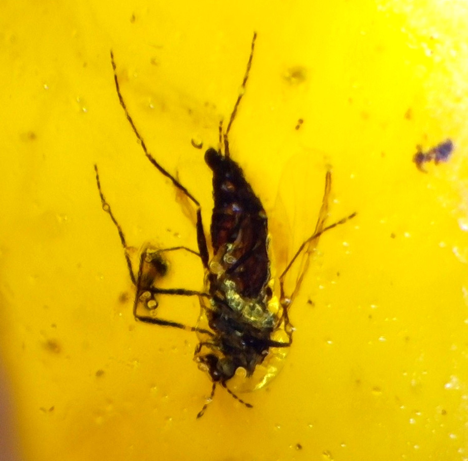 Natural Dominican Amber with Insect Inclusion – Polished Stone | 19mm