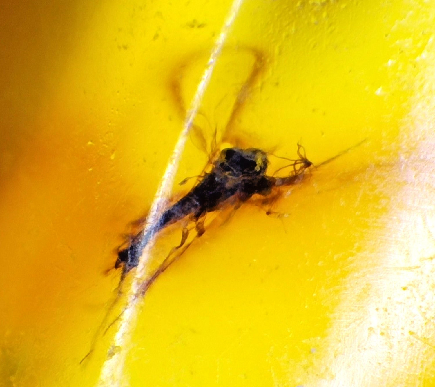 🟡 Natural Dominican Yellow Amber – Fossil Insect Inclusion