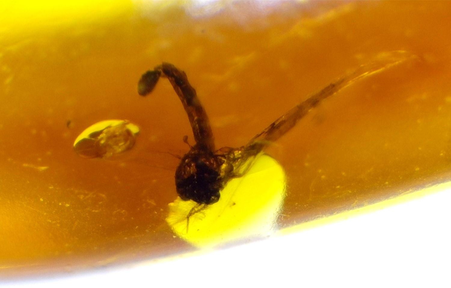 Natural Dominican Clear Amber –with Parasitic Wasp Inclusion (Hymenoptera) | 21m