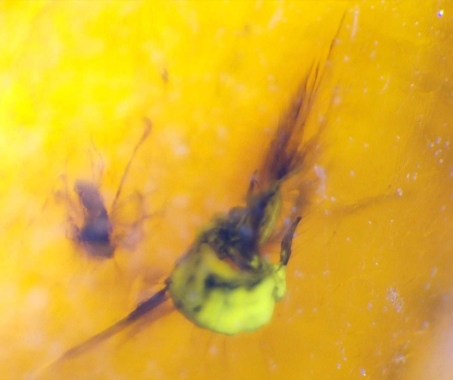 Natural Dominican Clear Amber – Polished  with Double Insect Inclusion | 22mm
