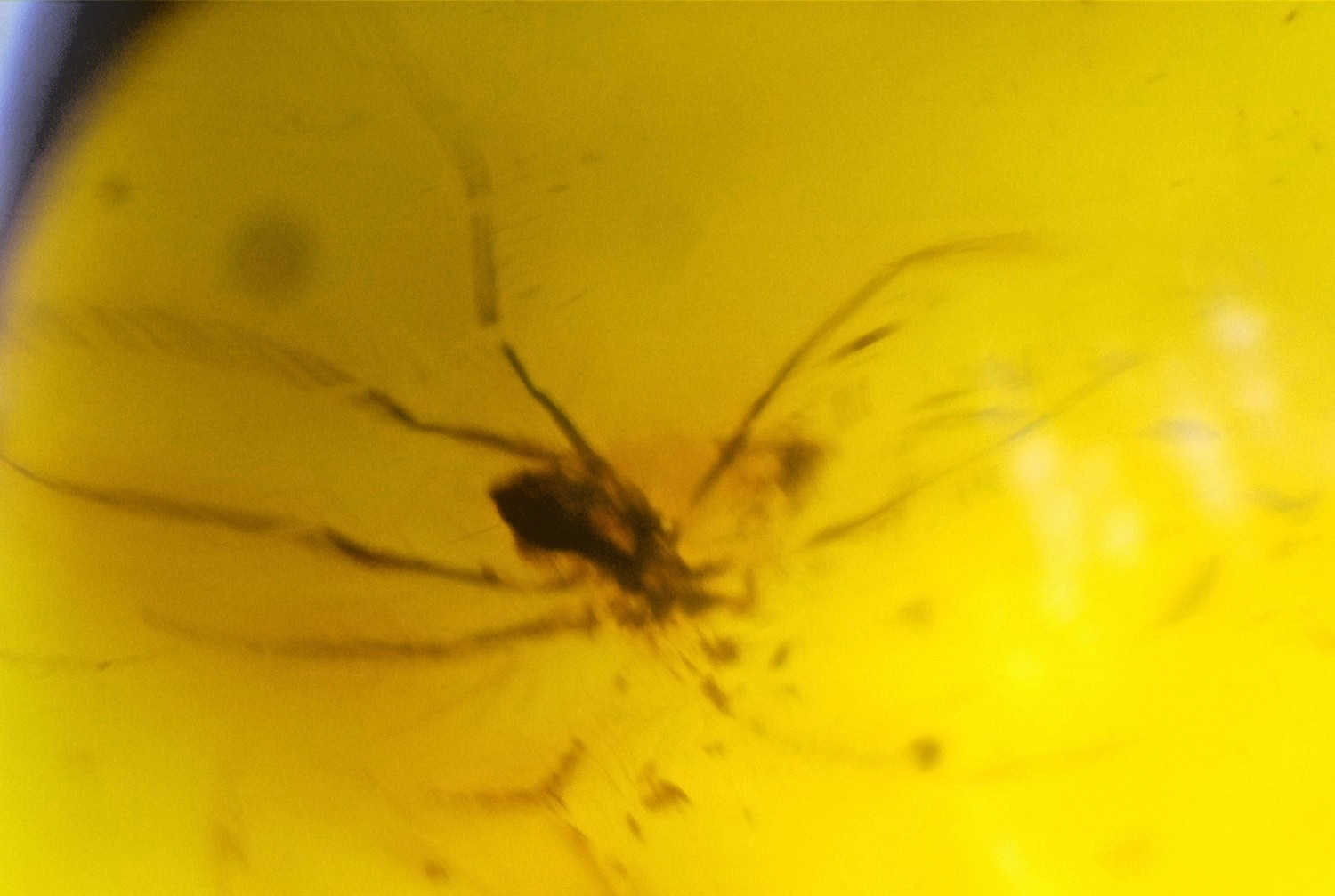 Natural Dominican Yellow Amber – Spider Inclusion