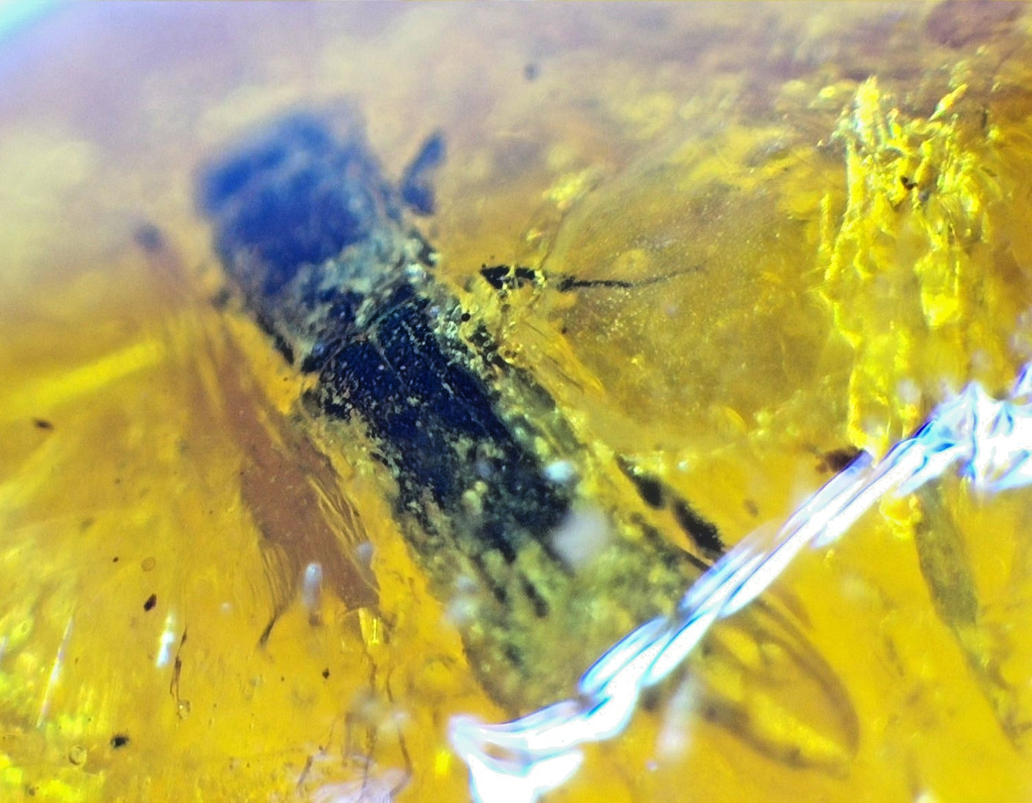 Natural Dominican Clear Amber  with Hymenoptera Inclusion (Wasp/Bee Type) | 14mm