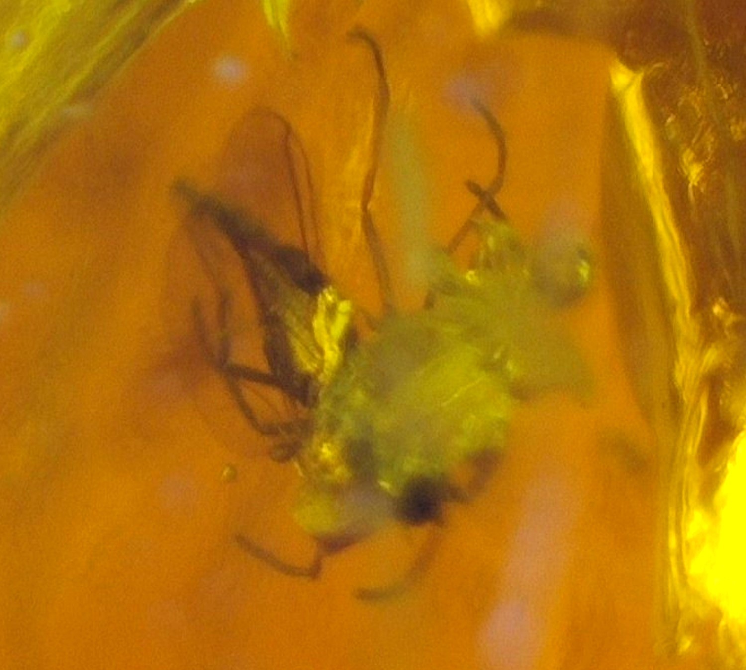 Beautiful Natural Dominican Red Amber – Fossil Mosquito Inclusion 21mm